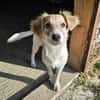 Verspielter Junghund Codrut sucht Zuhause