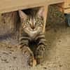 FRISQUETTE