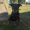 Koda