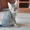 TIGRIS