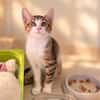Radis [Chaton]