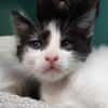 Sweety