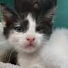 Sweety