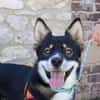 BALTO