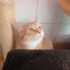 POMME