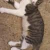 ODIN & OLYMPE