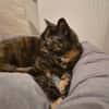 DUCHESSE