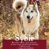 Sybir