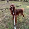 Toller Irish Setter Glenn sucht neues Zuhause