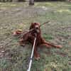Toller Irish Setter Glenn sucht neues Zuhause