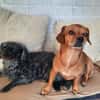 Maja sucht ein Zuhause
