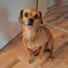 Maja sucht ein Zuhause