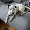 Fee sucht ein Zuhause (Vermittlungshilfe