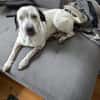 Fee sucht ein Zuhause (Vermittlungshilfe