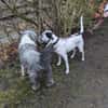 Fee sucht ein Zuhause (Vermittlungshilfe