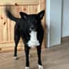 DRAC sucht DRINGEND Zuhause