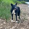 DRAC sucht DRINGEND Zuhause
