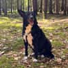 DRAC sucht DRINGEND Zuhause