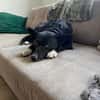 DRAC sucht DRINGEND Zuhause