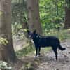 DRAC sucht DRINGEND Zuhause