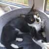 Albi  junges Kitten sucht liebevolles Zuhause