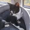 Albi  junges Kitten sucht liebevolles Zuhause