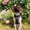 Lottie - Wirbelwind sucht Neustart