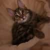 Vermittlungshilfe Kitten