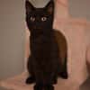 Vermittlungshilfe Kitten