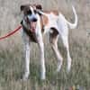 Traumhund Dante sucht neues Zuhause