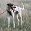 Traumhund Dante sucht neues Zuhause