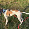 Traumhund Dante sucht neues Zuhause