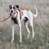 Traumhund Dante sucht neues Zuhause