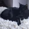 Ales  schwarzes Kitten sucht liebevolles Zuhause