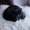 Ales  schwarzes Kitten sucht liebevolles Zuhause