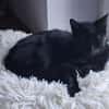 Ales  schwarzes Kitten sucht liebevolles Zuhause
