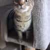 Nevers  getigertes Kitten sucht liebevolles Zuhause