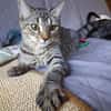 Nevers  getigertes Kitten sucht liebevolles Zuhause