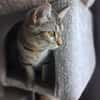 Nevers  getigertes Kitten sucht liebevolles Zuhause