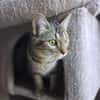 Nevers  getigertes Kitten sucht liebevolles Zuhause