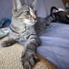 Nevers  getigertes Kitten sucht liebevolles Zuhause