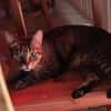 Honey W ~6jahre