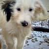 Nici  ein zartes kleines Mäuschen