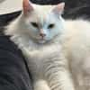 Peppy sucht ein neues Zuhause