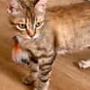 Rubi  verschmustes Kitten sucht Zuhause