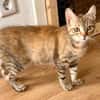 Rubi  verschmustes Kitten sucht Zuhause