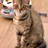 Rubi  verschmustes Kitten sucht Zuhause