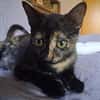 Vichy  buntes Kitten sucht liebevolles Zuhause