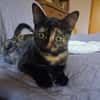 Vichy  buntes Kitten sucht liebevolles Zuhause