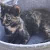 Vichy  buntes Kitten sucht liebevolles Zuhause